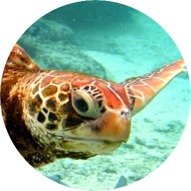 nicodeux avatar